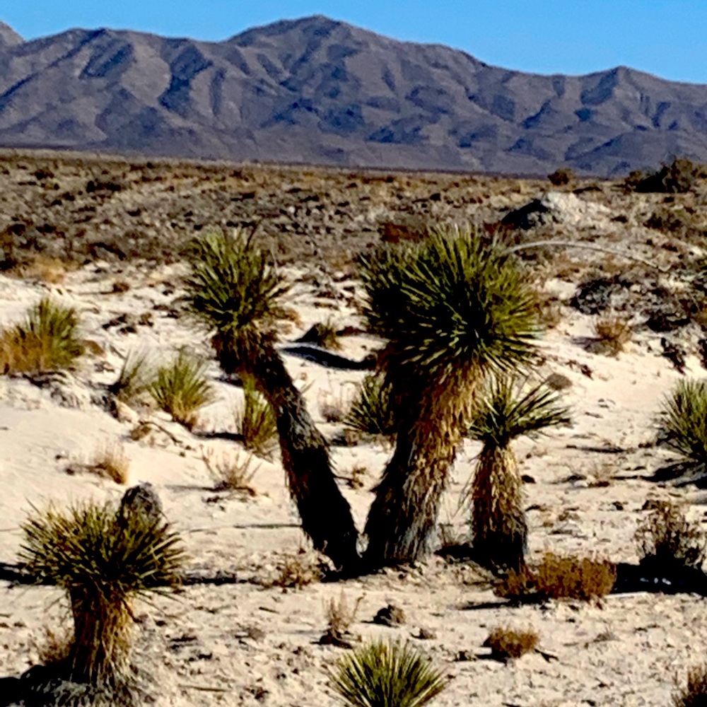 Meet your Posher, Lana